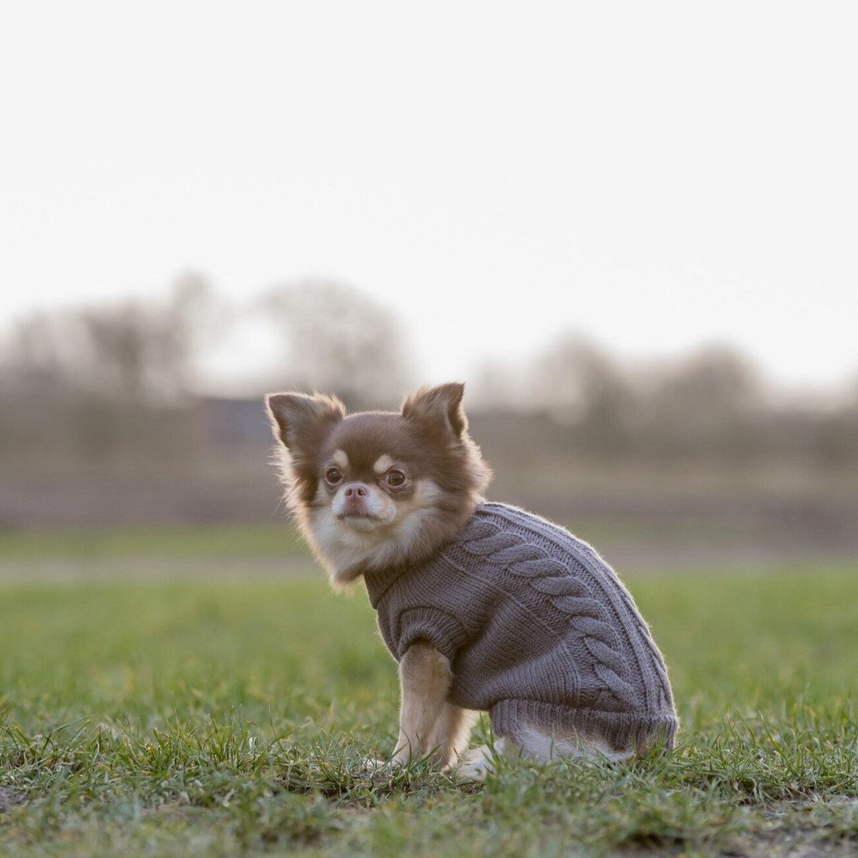 Hundepullover Kenton