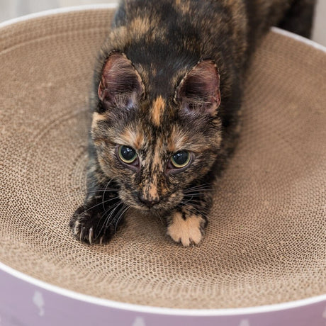Kratzbett Lilly für Katzen – ø 45 × 10 cm, flieder