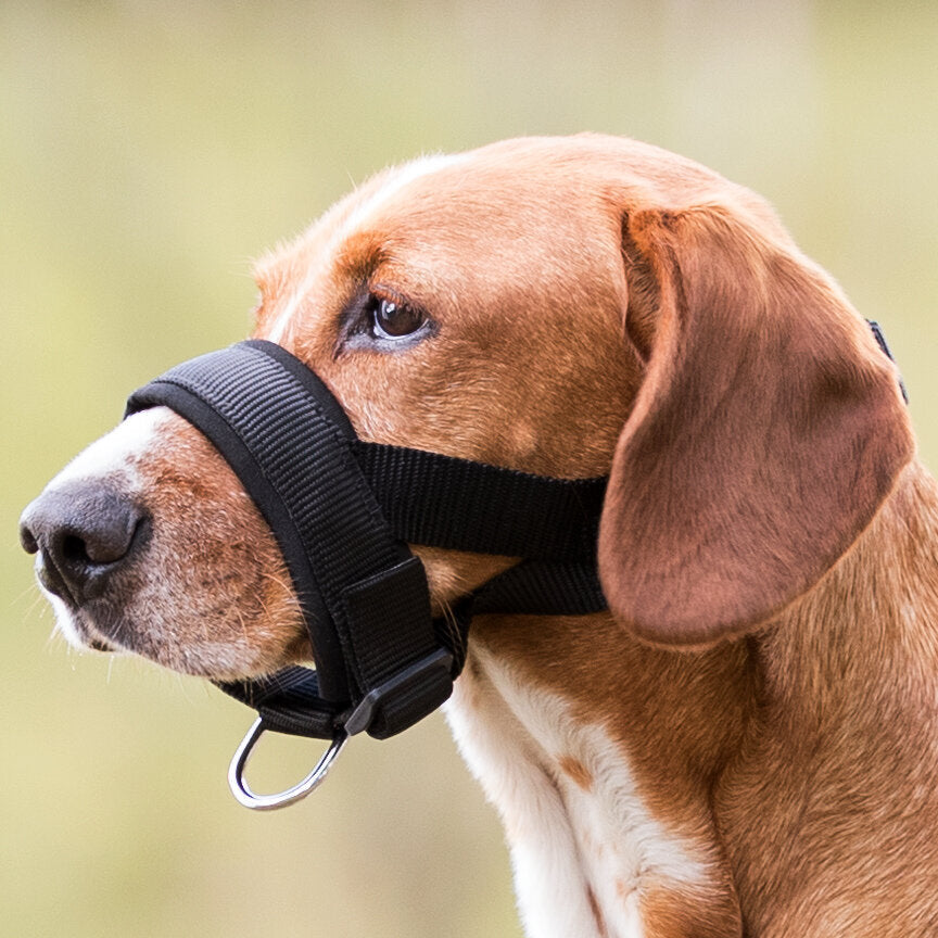 Maulschlaufe für Hunde mit Neopren-Polsterung