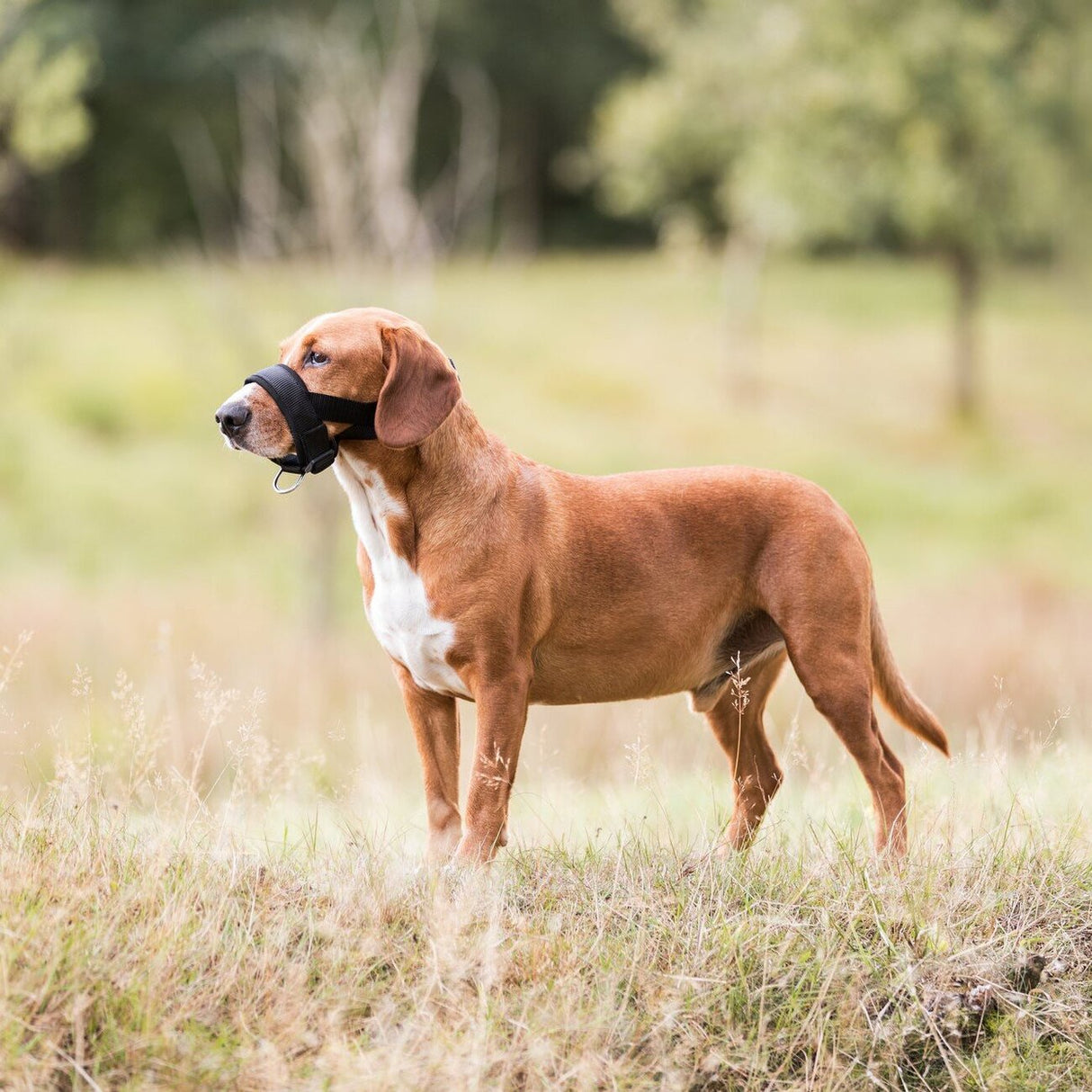 Maulschlaufe für Hunde mit Neopren-Polsterung