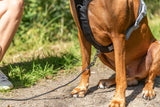 Premium Active Hundegeschirr