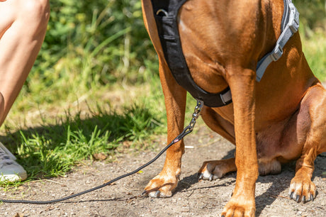 Premium Active Hundegeschirr