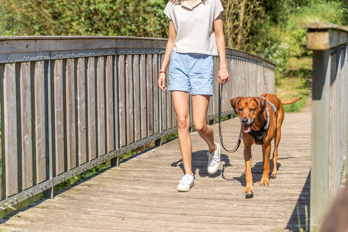 Premium Active Hundegeschirr
