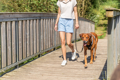 Premium Active Hundegeschirr