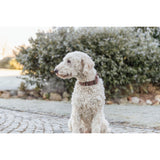 Rustic Fettleder Hundehalsband mit Nieten