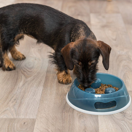Schlinger Napf Slow Feed für Hunde