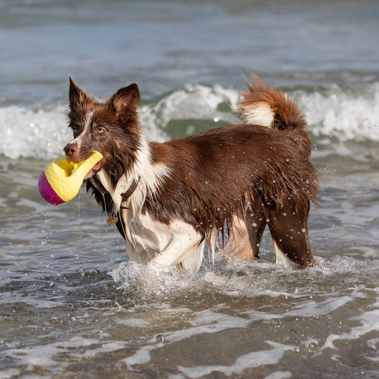 Aqua Toy Haiflosse Hundespielzeug
