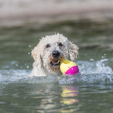 Aqua Toy Haiflosse Hundespielzeug