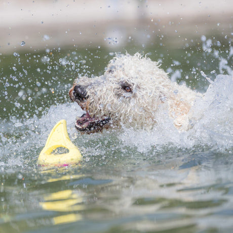 Aqua Toy Haiflosse Hundespielzeug