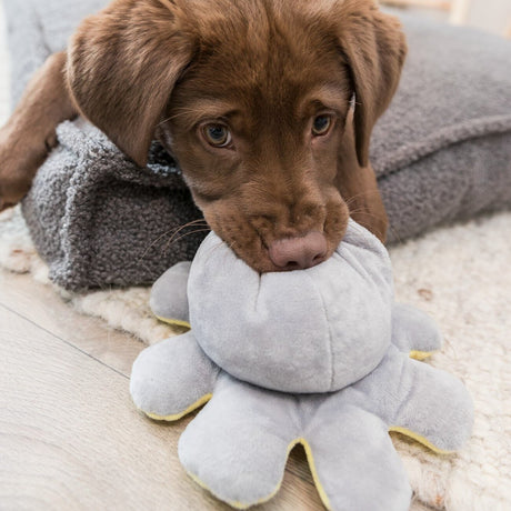 Wende-Oktopus für Hunde