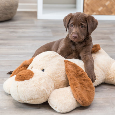 Ankuschelhund Benny