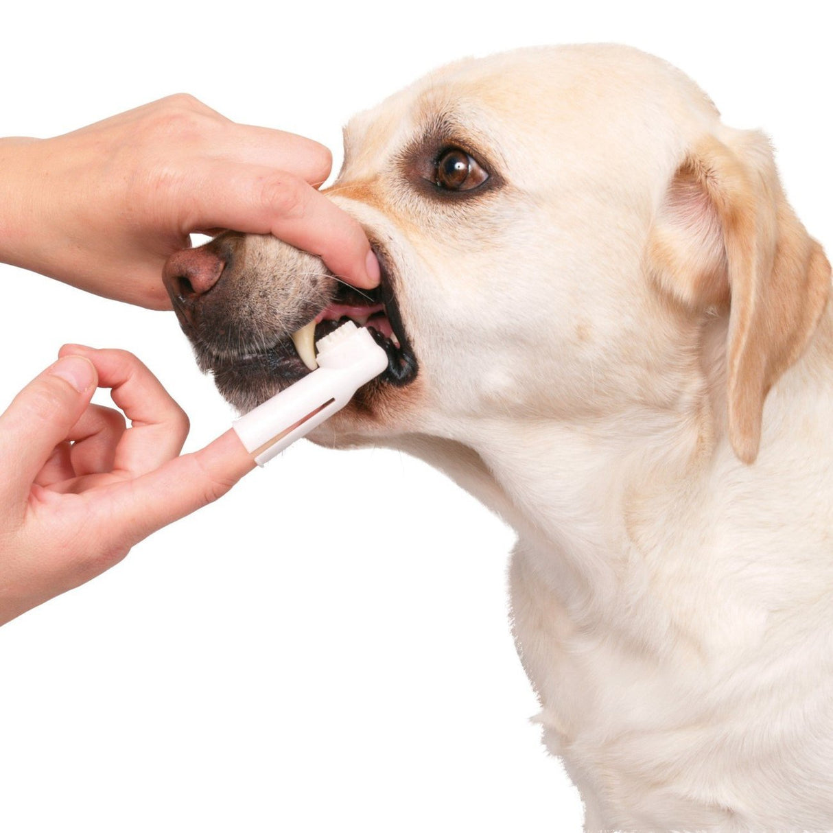 Zahnpflege-Set für Hunde – 4-teilig