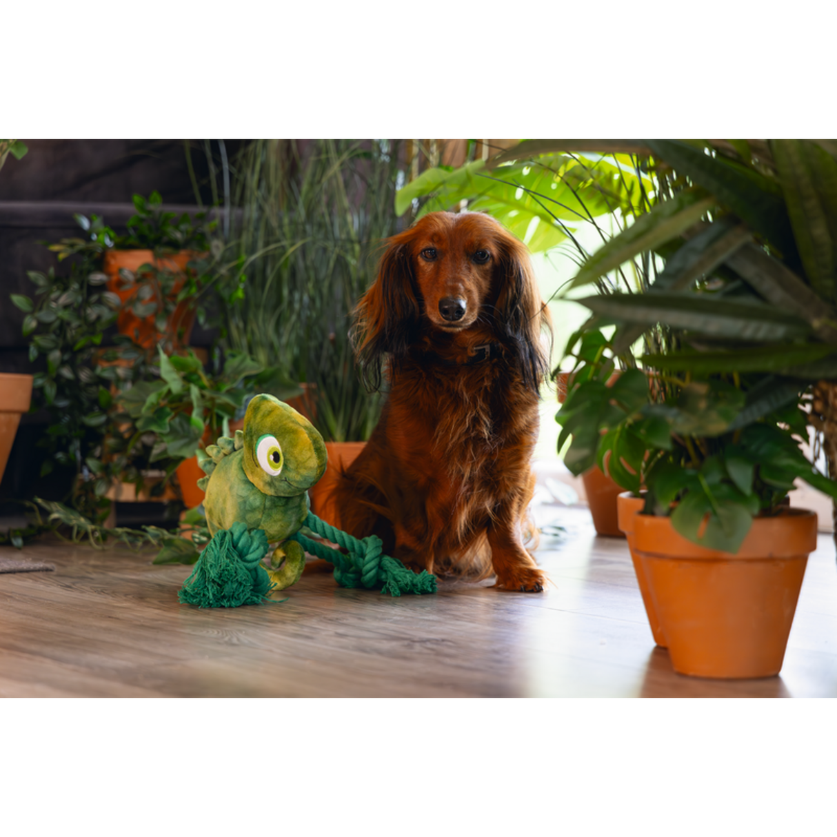 Plüsch-Seilspielzeug Dschungel Kodi für Hunde – 28x22 cm