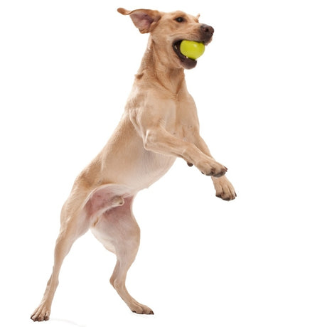 West Paw Jive Hundespielzeug