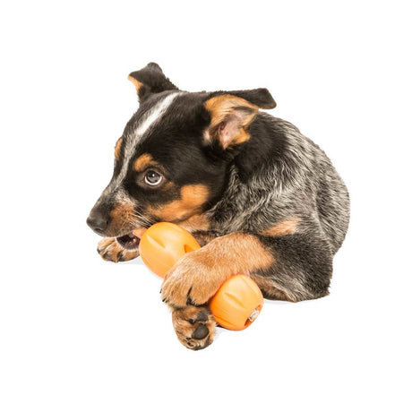 West Paw Qwizl für Hunde