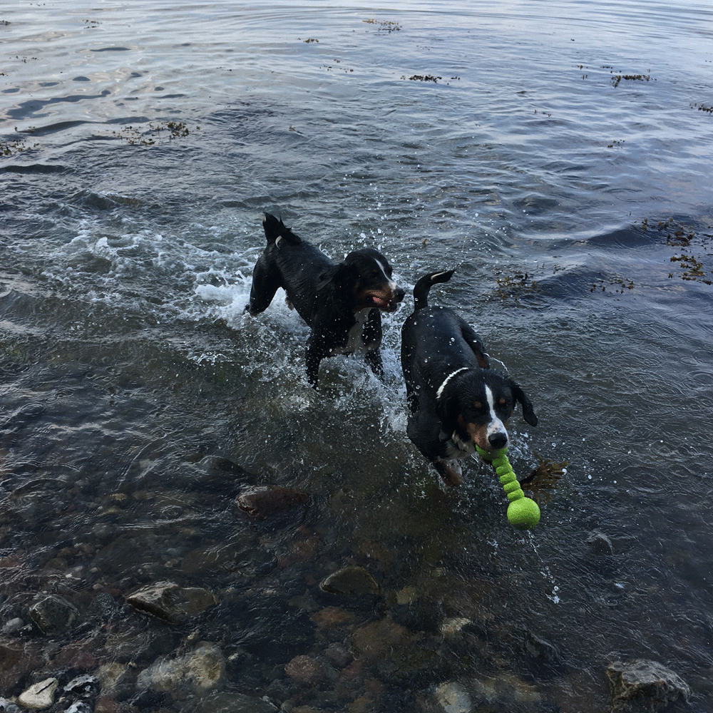 Wolters Aqua-Fun Gym Hundespielzeug
