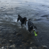 Wolters Aqua-Fun Gym Hundespielzeug