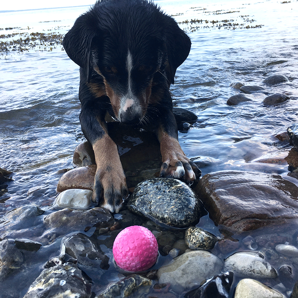 Wolters Aqua-Fun Wasserball Hundespielzeug