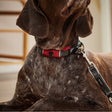 Halsband Active Pro Comfort