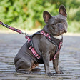 Hundegeschirr Active Pro