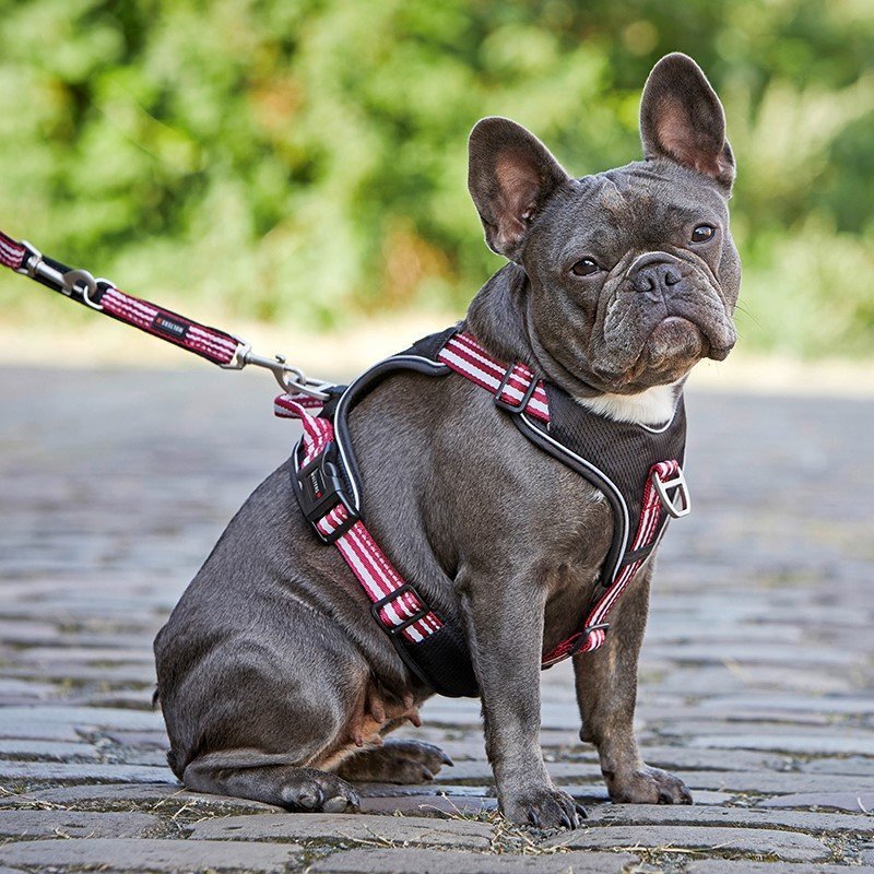 Hundegeschirr Active Pro