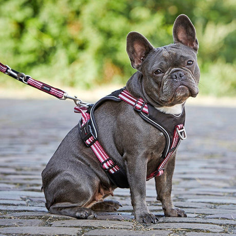 Hundegeschirr Active Pro
