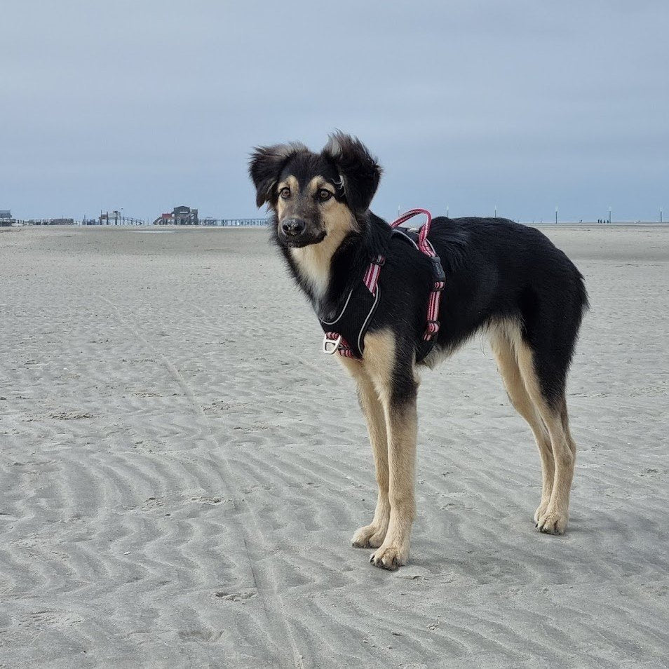 Hundegeschirr Active Pro