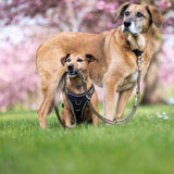 Wolters Hundegeschirr gepolstert Professional Comfort