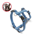 Hundegeschirr Professional für Mops & Co.