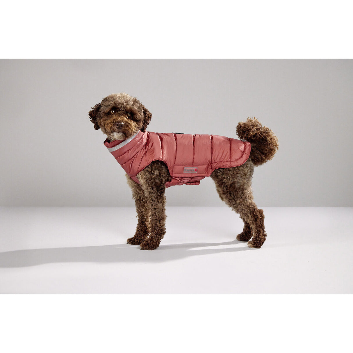 Steppjacke Hund Cosy