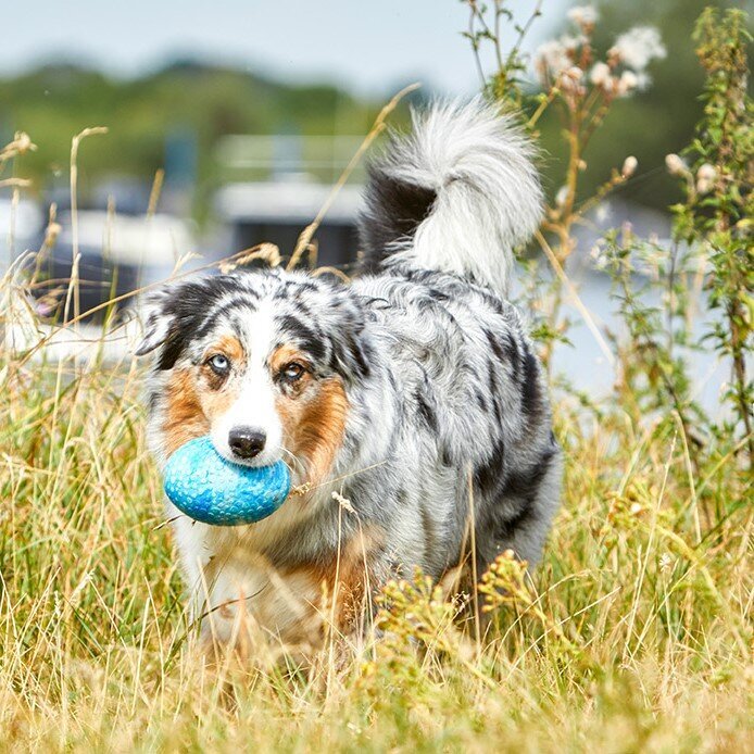 Wolters Straußenei Hundespielzeug