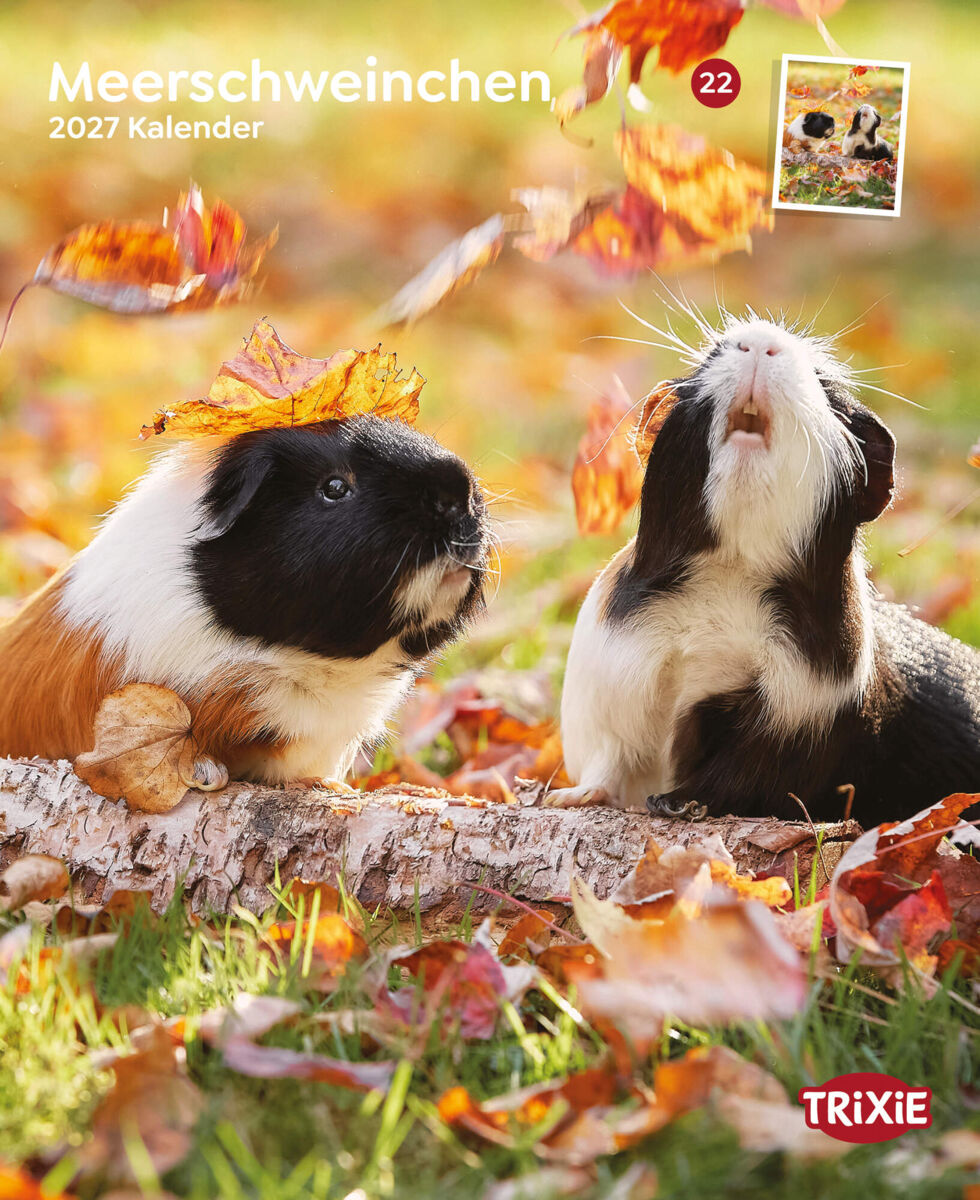 2027 Kalender Meerschweinchen
