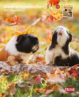 2027 Kalender Meerschweinchen
