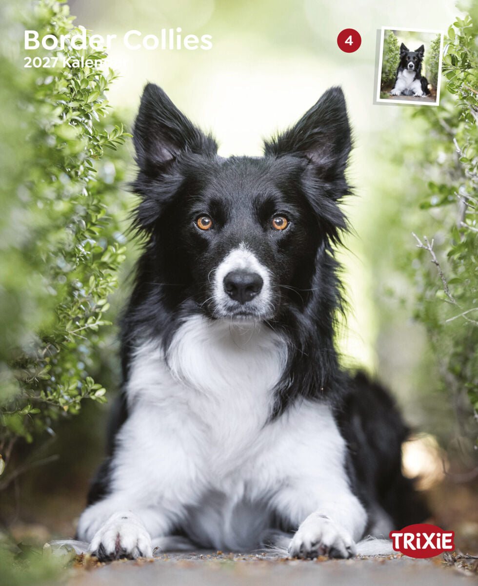 2027 Kalender Border Collies