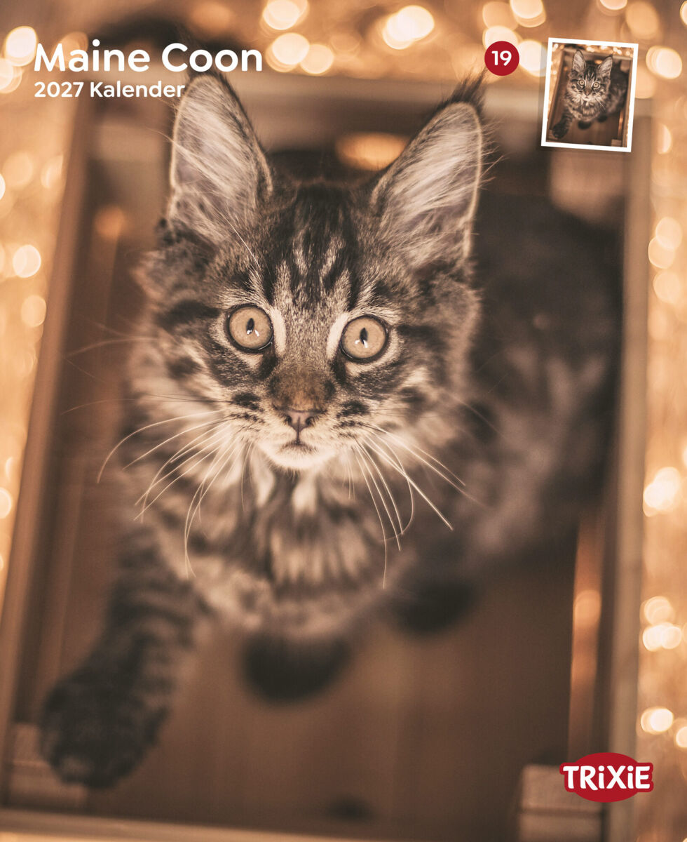 2027 Kalender Maine Coon Katzen