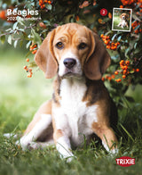 2027 Hundekalender Beagle