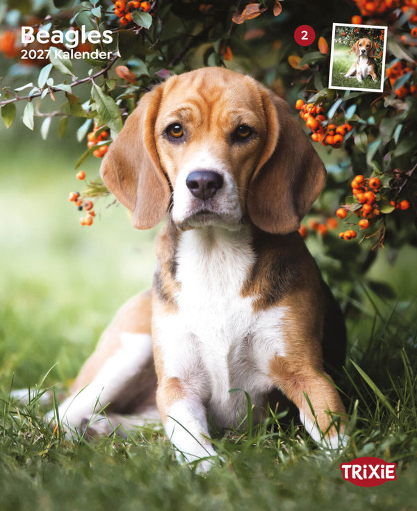 2027 Hundekalender Beagle